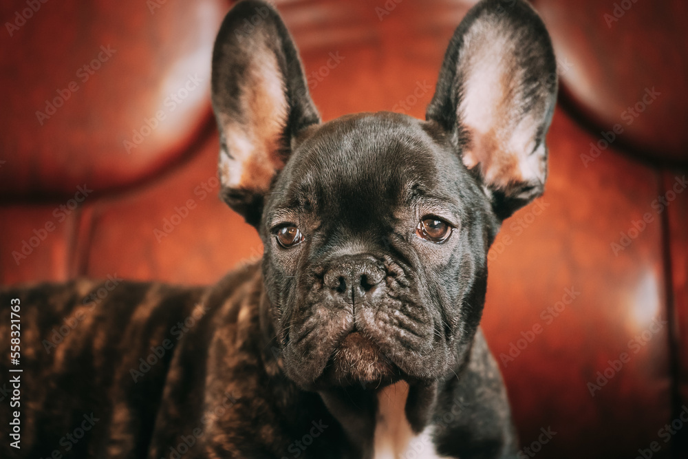 Close Up Portrait Of Young Black French Bulldog Dog Puppy. Funny Dog Baby With Beautiful Black Snout Eyes Bulldog Puppy Dog. Adorable Bulldog Puppy.