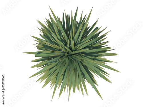 Palm Tree alpha channel png top view