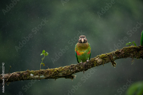 Brown-hooded Parrot, Pionopsitta haematotis, portrait of light green parrot with brown head. Detail close-up portrait of bird from Central America. Wildlife scene from tropical nature photo