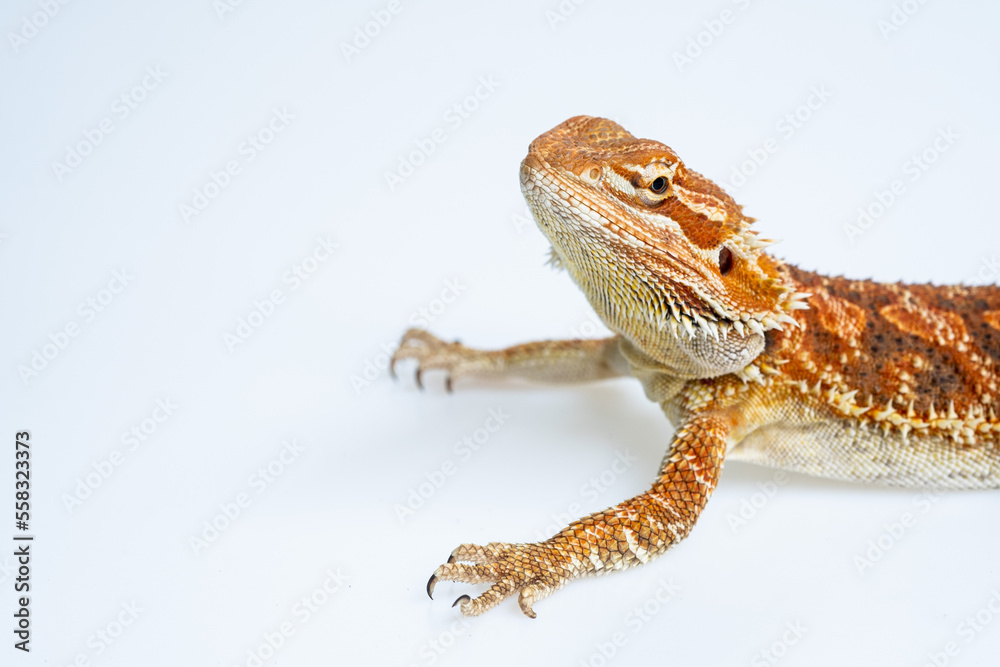 Fototapeta premium bearded dragon on white background