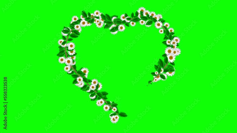 White daisy flowers heart motion graphics with green screen background White daisy flowers heart motion graphics with green screen background