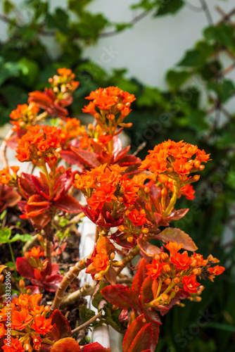 Flaming Katy Red Flower - Kalanchoe blossfeldiana