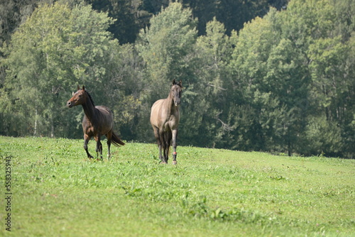 Spaß auf der Pferdeweide. Junge Pferde galoppieren im Sommer über eine Wiese am Waldrand © Grubärin