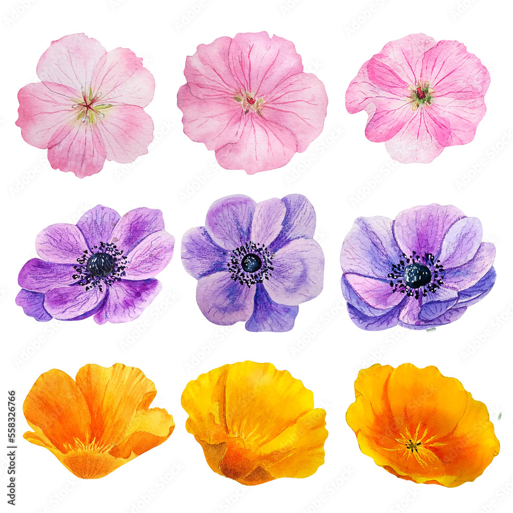 Set of watercolor garden flowers heads