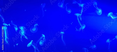 Medusozoa Aquarium jellyfish