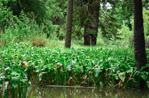 Fototapeta Naklejka Na Ścianę i Meble -  Spring in the rainforest landscape background, South Africa 