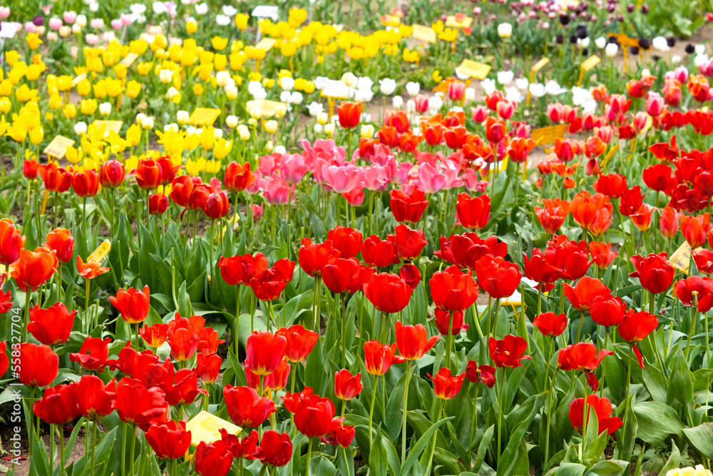 Lots of colorful tulips in the spring tulip field. Spring tulips in city park, spring background