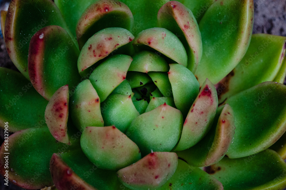 Extreme close up of succulent, background, wallpaper Extreme close up of succulent, background, wallpaper