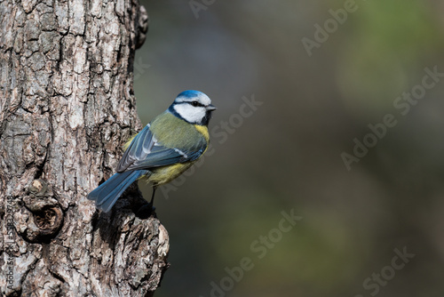 Blue tit on a sunny tree trunk © YK