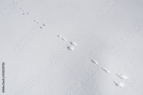 Hare's tracks on the snow