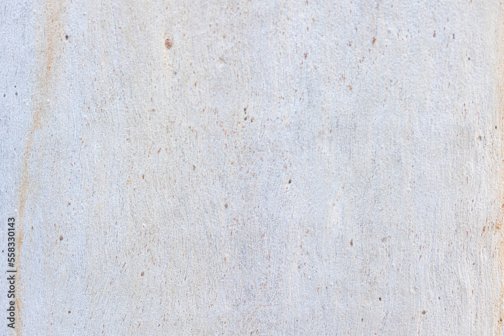 background texture tree eucalyptus background texture tree eucalyptus