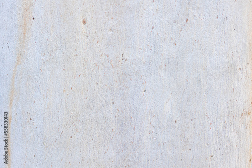 background texture tree eucalyptus