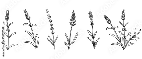 Lavender flower collection. Set of Lavandula Floral botanical flower. Isolated illustration element. Vector hand drawing wildflower for background, texture, wrapper pattern, frame or border.