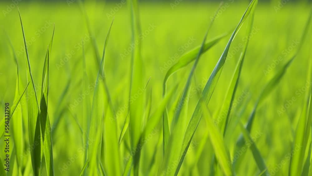Fresh green young leaves of winter wheat in the field. Blurred green background. Suns rays illuminate the grass. Close-up. Fresh green young leaves of winter wheat in the field. Blurred green background. Suns rays illuminate the grass. Close-up.