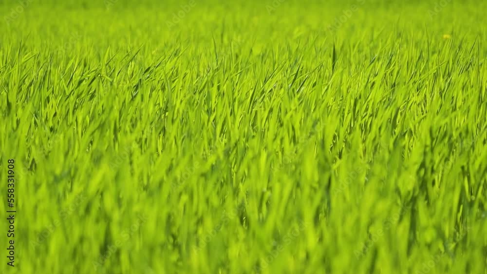 Large field of tall young green grass. Sprouted stalks of wheat sway in the wind. Light green background. Selective focus. Large field of tall young green grass. Sprouted stalks of wheat sway in the wind. Light green background. Selective focus.