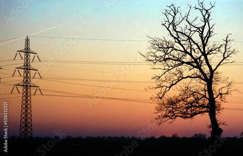 Tree and electricity mast at sunset Netherlands. Energy. 