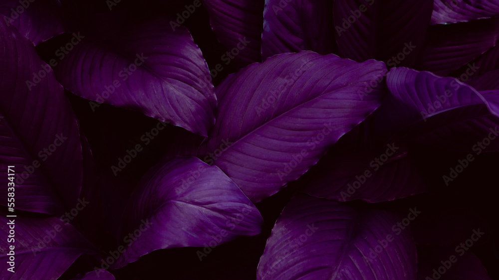 closeup nature view of purple leaf background. Flat lay, dark nature concept, tropical leaf