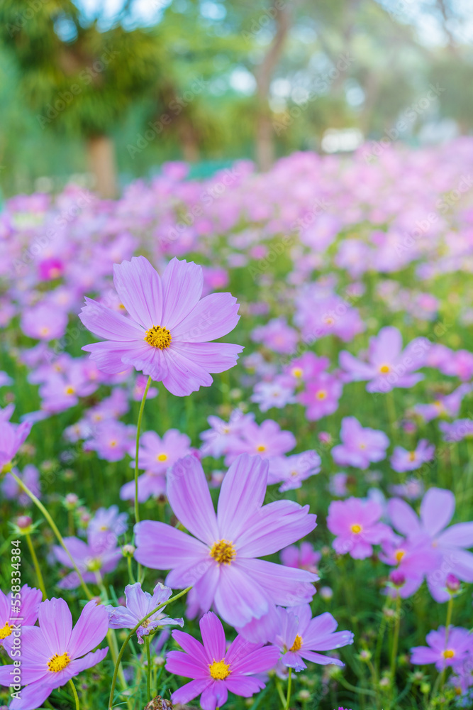 closeup nature view of cosmos flower background. garden park and outdoor. closeup nature view of cosmos flower background. garden park and outdoor.