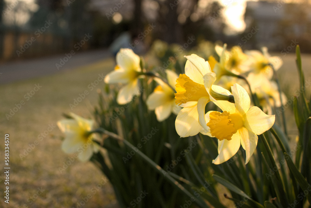 Obraz premium Yellow daffodils in spring