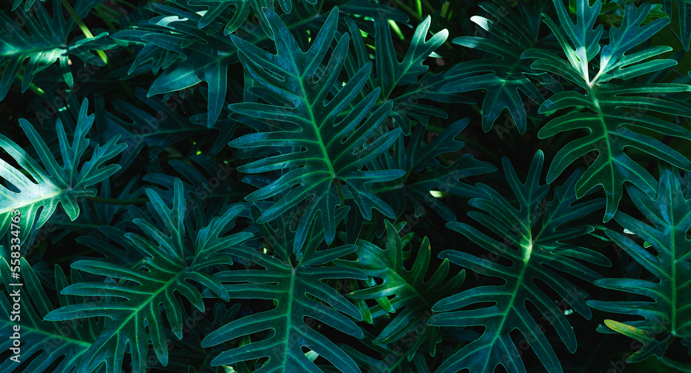 closeup nature view of green leaf and palms background. Flat lay, dark nature concept, tropical leaf