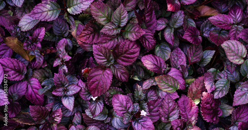 Full Frame of Purple Leaves Pattern Background  Nature Lush Foliage Leaf Texture  tropical leaf 