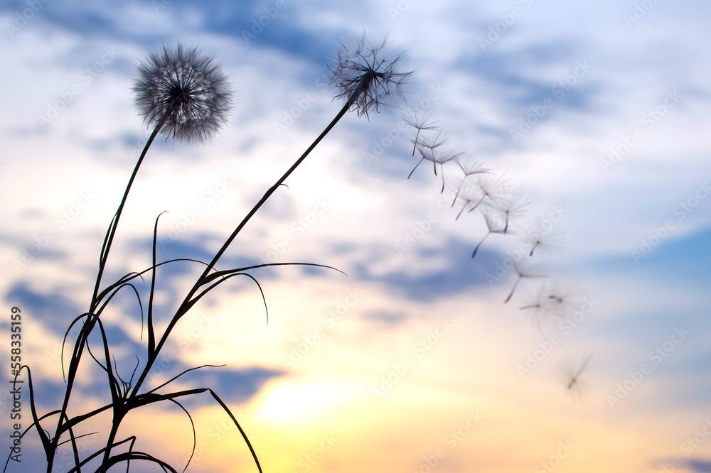 Obraz premium Dandelion seeds are flying against the background of the sunset sky. Floral botany of nature