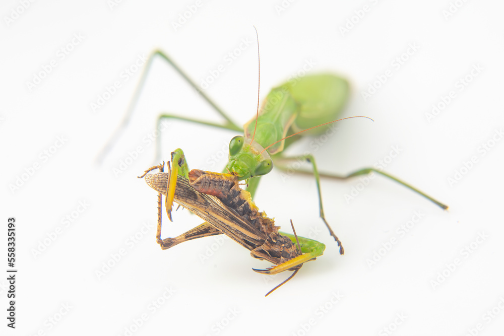 praying mantis eats a grasshopper close-up on a white background. Hunting in the world of insects. Prey for eating insects praying mantis eats a grasshopper close-up on a white background. Hunting in the world of insects. Prey for eating insects