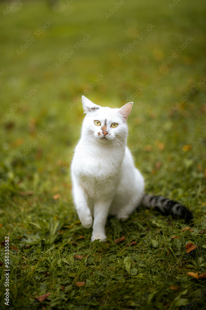 Katze in Wangen im Allgäu