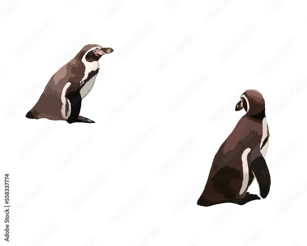 Humboldt penguins, drawing of animals on a transparent background. Two