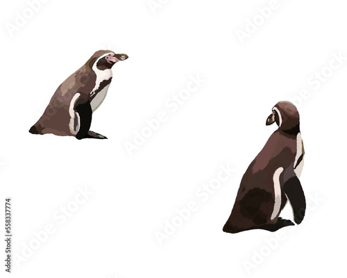 Humboldt penguins, drawing of animals on a transparent background.  Two penguins look at each other.  Real animal illustration.  Picture for print, fabric, textbook, interior