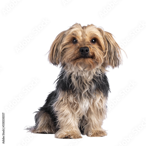 Scruffy adult black gold Yorkshire terrier dog, sitting up facing front. Looking towards camera. Isolated cutout on a transparent background.