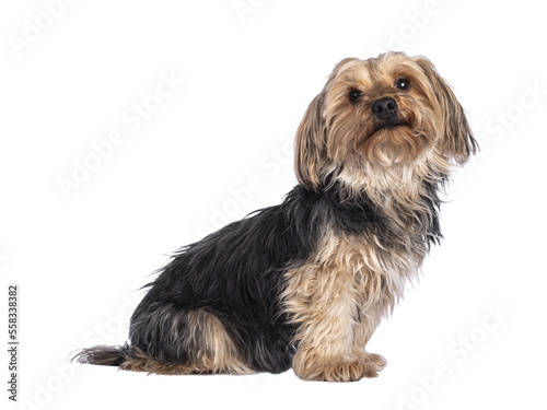 Scruffy adult black gold Yorkshire terrier dog, sitting side ways. Looking towards camera. Isolated cutout on a transparent background. © Nynke
