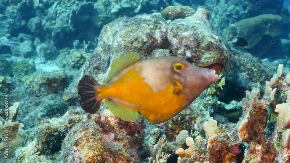 Seascape with Filefish in coral reef of Caribbean Sea, Curacao Seascape with Filefish in coral reef of Caribbean Sea, Curacao