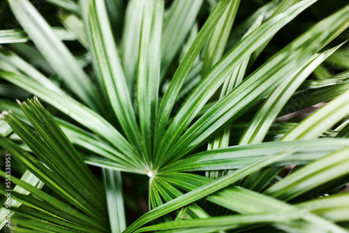 Palm leaves texture background, dark green tropical leaf pattern wallpaper, abstract foliage design, natural decorative ornament, jungle backdrop, palm tree branch, rhapis excelsa, bamboo or lady palm