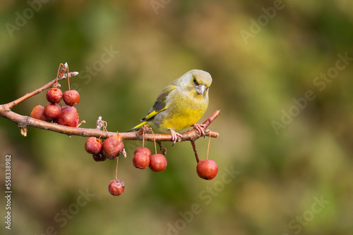 The European greenfinch or simply the greenfinch (Chloris chloris).