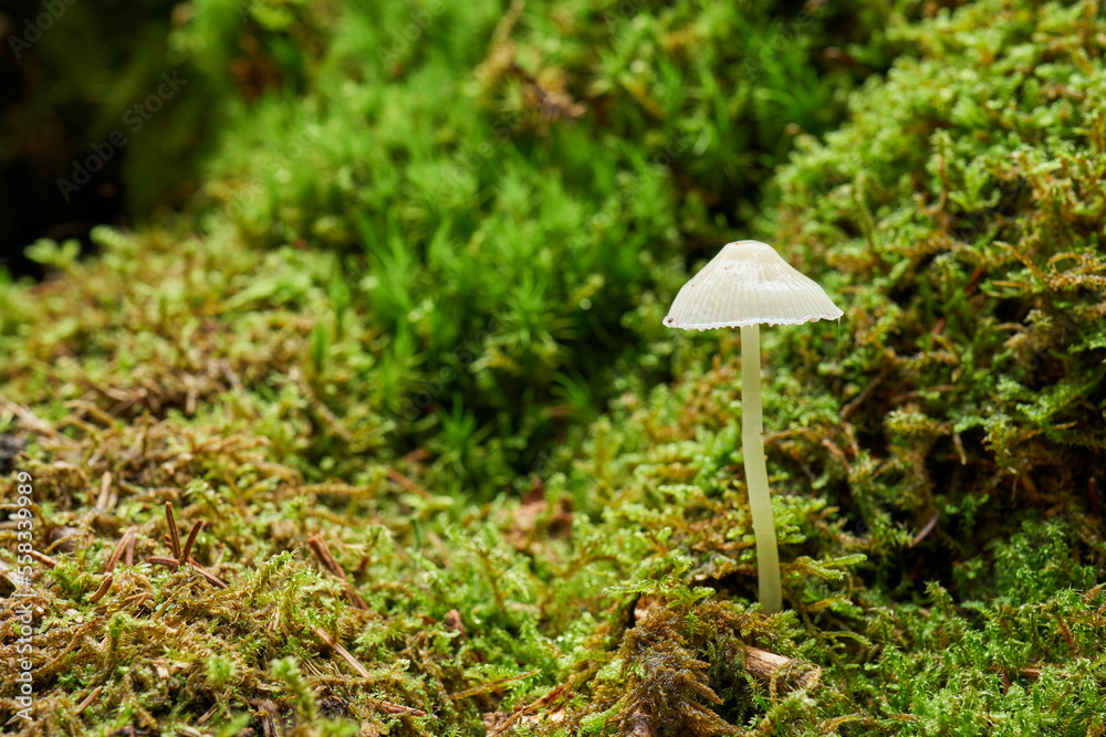 Kleiner, weißer Pilz Kleiner, weißer Pilz