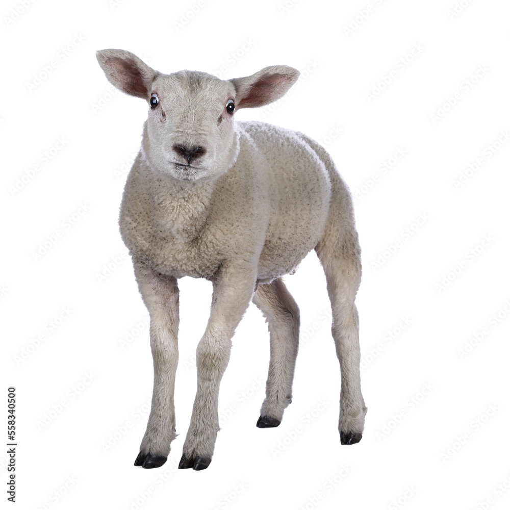 Cute little Texel lamb, standing facing front. Looking curious towards camera. Isolated cutout on transparent background. Cute little Texel lamb, standing facing front. Looking curious towards camera. Isolated cutout on transparent background.
