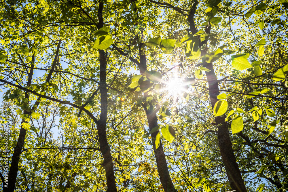 Fototapeta premium The Sun is shining through the trees