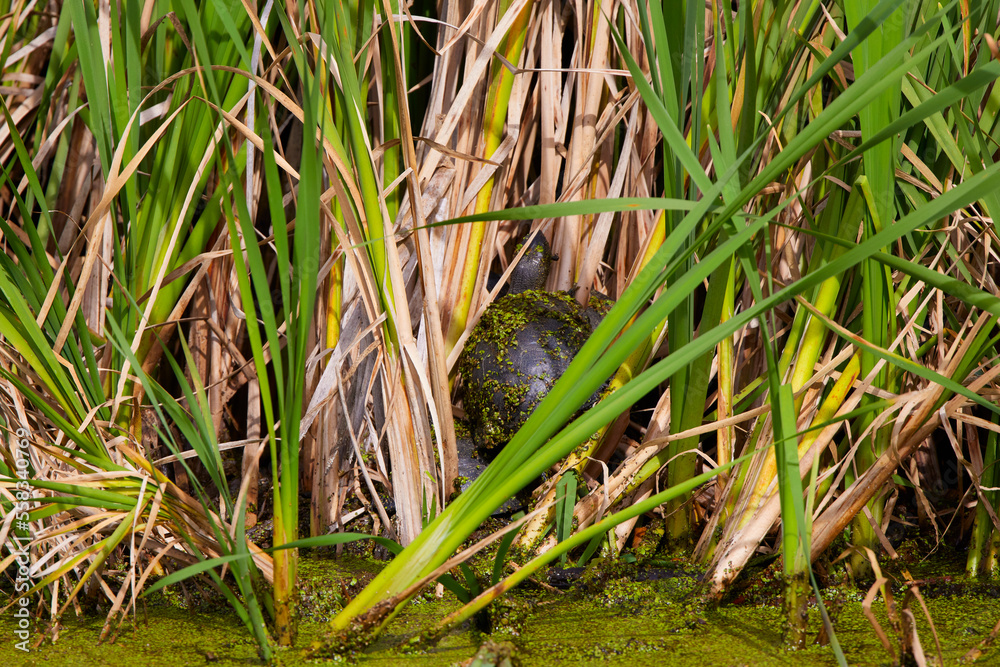 a turtle among the reeds in the water a turtle among the reeds in the water