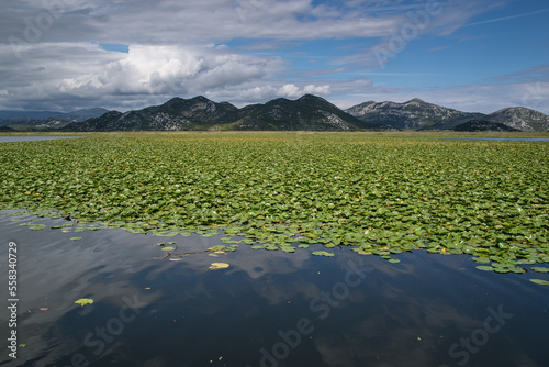 Jezioro Szkoderskie w Czarnogórze photo