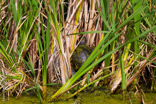 a turtle among the reeds in the water