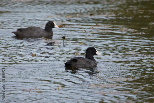 Eurasian coot (Fulica Atra) on water, swimming © czamfir