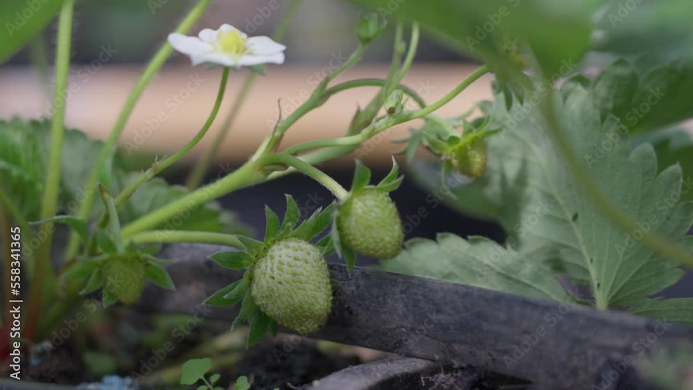 Close up of young strawberry plants in pots with white flowers and small fruits Close up of young strawberry plants in pots with white flowers and small fruits
