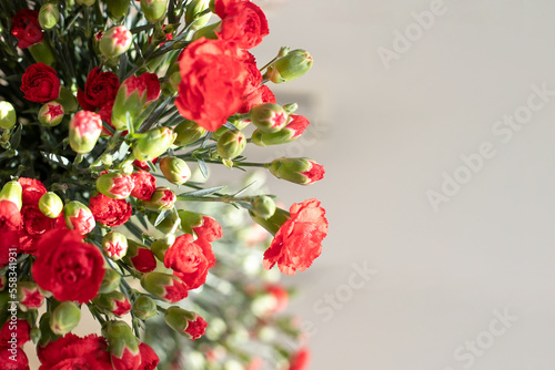 red carnation window background. Sunny bright light. Close up.textured with red carnation