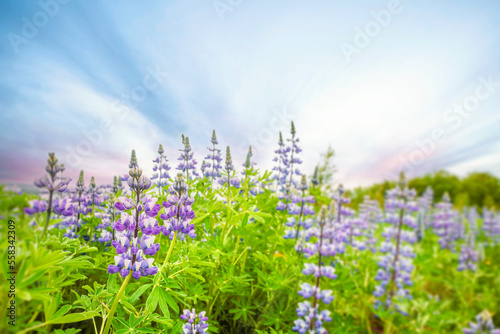 Lupin flowers on a meadow in the morning sun