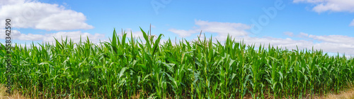 Corn field panorama scenery in the summer