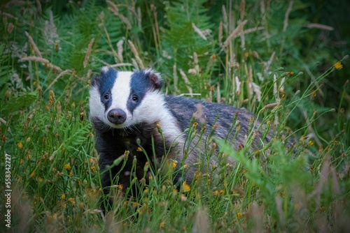 Badger in a field © Chris