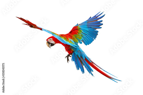 Fototapeta Naklejka Na Ścianę i Meble -  Colorful flying parrot isolated on transparent background.