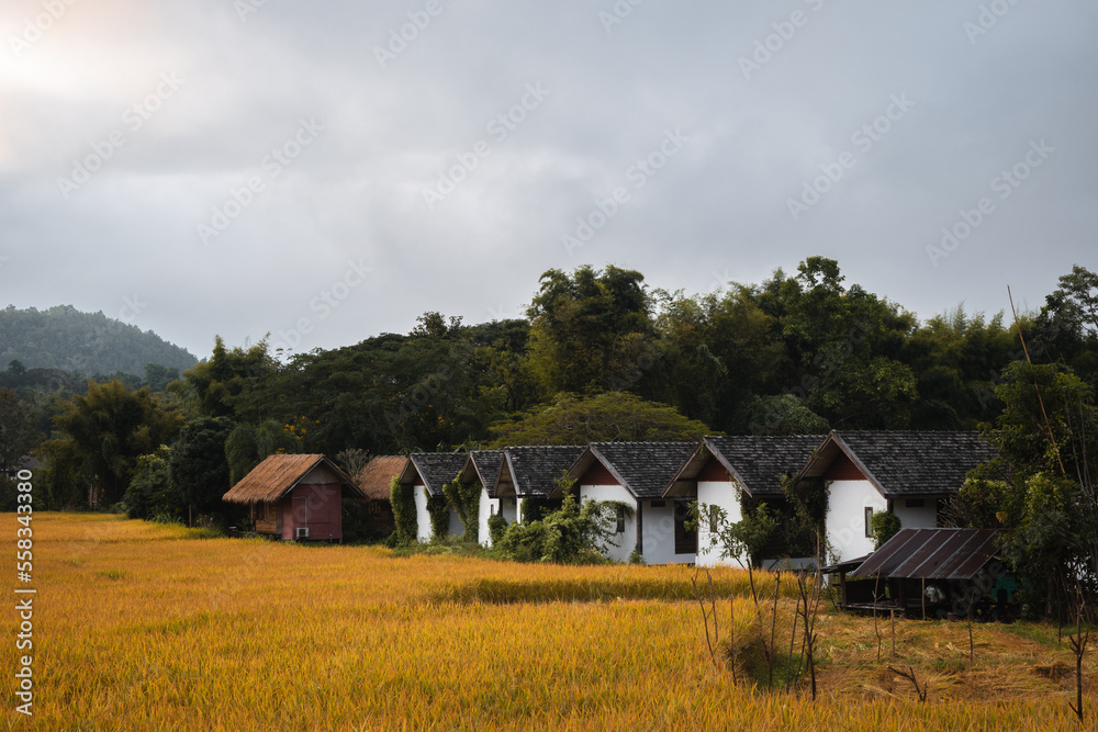 White houses next to a yellow rice field in Pai, Northern Thailand White houses next to a yellow rice field in Pai, Northern Thailand