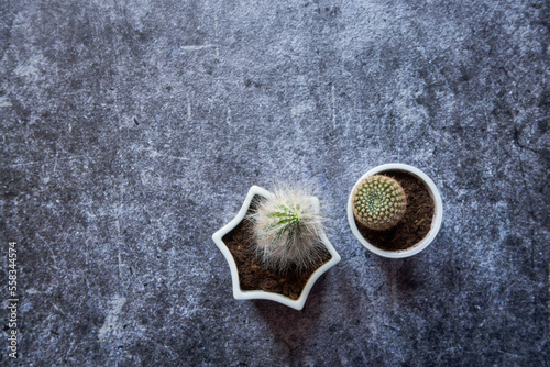 kaktusy, sukulenty 